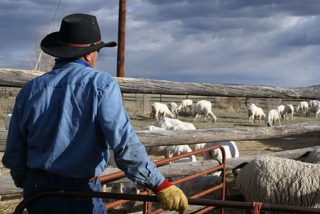 Herder Watches. Photo by Cat Urbigkit, Pinedale Online.