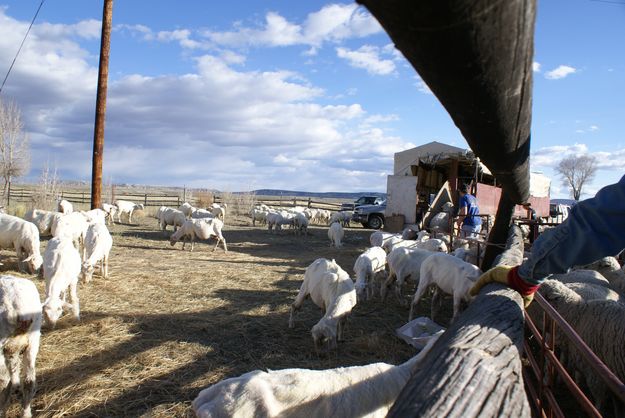 Shearing Progress. Photo by Cat Urbigkit, Pinedale Online.