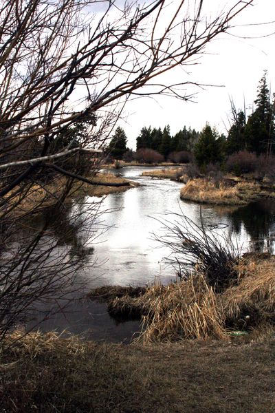 Pine Creek. Photo by Pam McCulloch.