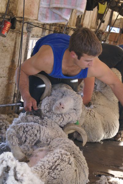 Ram Shear. Photo by Cat Urbigkit, Pinedale Online.