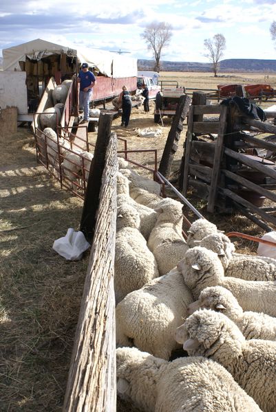 Sheep Chute. Photo by Cat Urbigkit, Pinedale Online.
