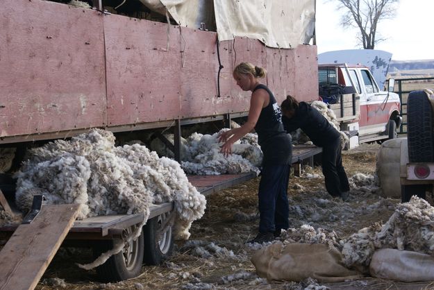 Wool Sorting. Photo by Cat Urbigkit, Pinedale Online.