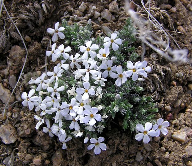 Phlox. Photo by Jason Brown, Alan Svalberg.