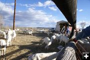 Shearing Progress. Photo by Cat Urbigkit, Pinedale Online.