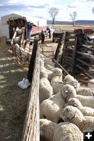 Sheep Chute. Photo by Cat Urbigkit, Pinedale Online.