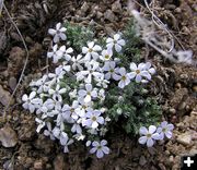 Phlox. Photo by Jason Brown, Alan Svalberg.