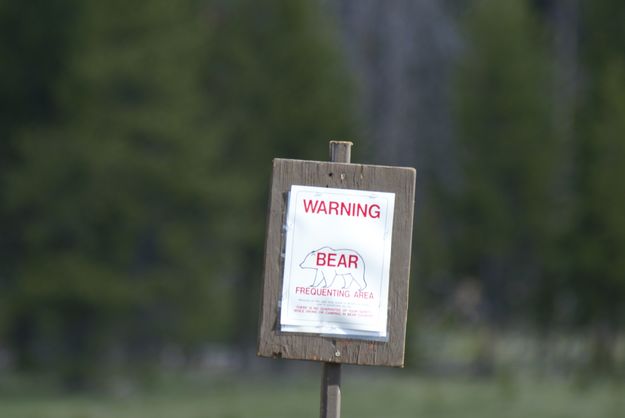 Bear sign. Photo by Cat Urbigkit, Pinedale Online.