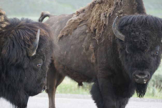 Bison Eyeballing. Photo by Cat Urbigkit, Pinedale Online.