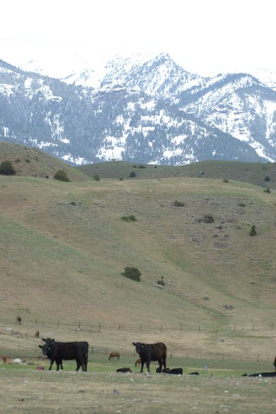 Malcolm Ranch Cattle. Photo by Cat Urbigkit, Pinedale Online.