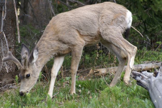 Velvet Mule Deer. Photo by Cat Urbigkit, Pinedale Online.