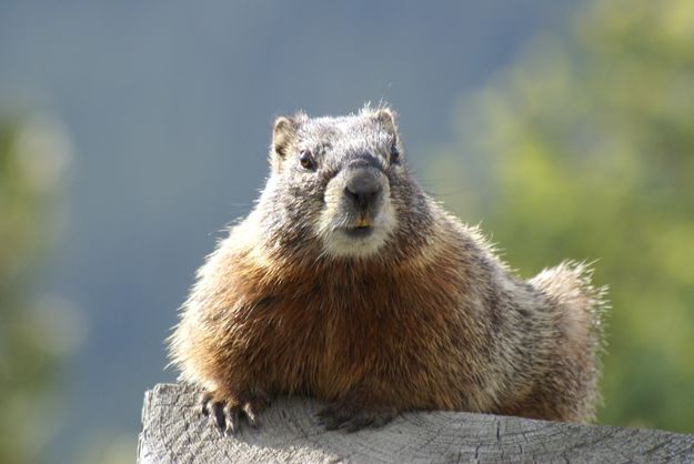 Marmot. Photo by Cat Urbigkit, Pinedale Online.