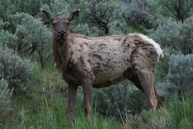 Shedding Elk. Photo by Cat Urbigkit, Pinedale Online.
