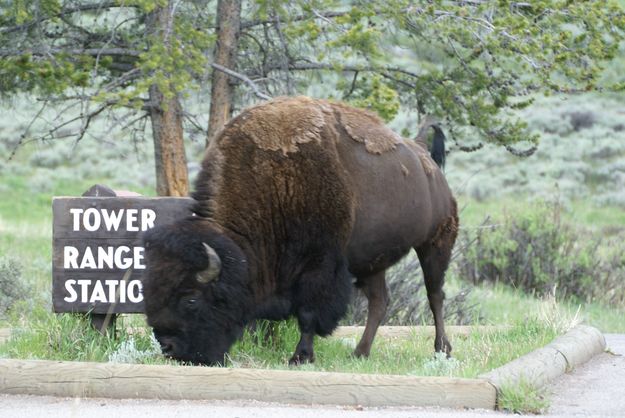 TowerBison . Photo by Cat Urbigkit, Pinedale Online.