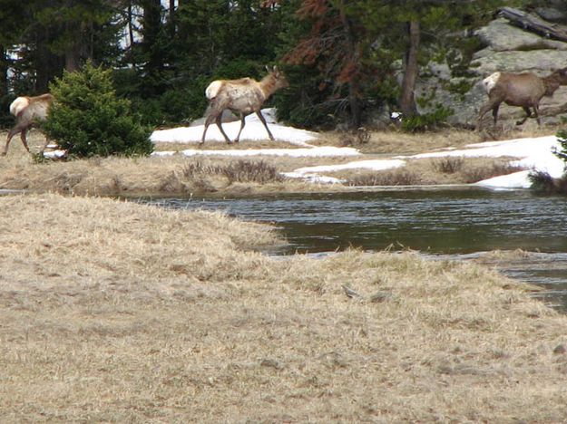 Big Sandy Elk. Photo by Ken & Laurie Hartwig.