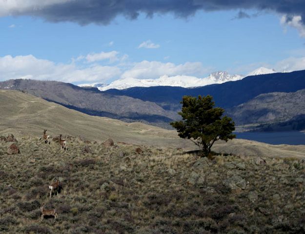 Mule Deer and Lone Tree. Photo by Garrett Bardin.