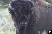 Bison Close Up. Photo by Cat Urbigkit, Pinedale Online.