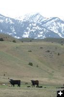 Malcolm Ranch Cattle. Photo by Cat Urbigkit, Pinedale Online.