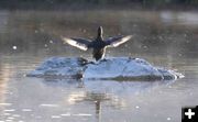 Duck. Photo by Dave Bell, Pinedale Online.