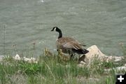 Goslings. Photo by Cat Urbigkit, Pinedale Online.