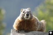Marmot. Photo by Cat Urbigkit, Pinedale Online.
