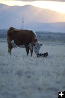 Hereford Pair. Photo by Cat Urbigkit.