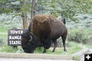 TowerBison . Photo by Cat Urbigkit, Pinedale Online.