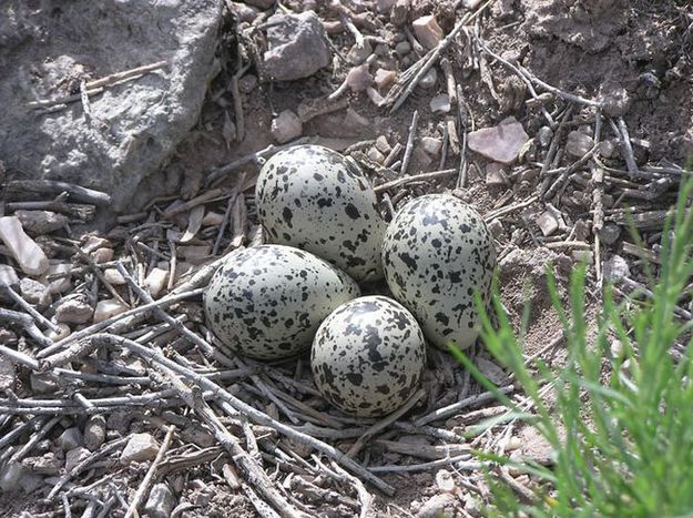 Killdeer Eggs. Photo by Dawn Ballou, Pinedale Online.