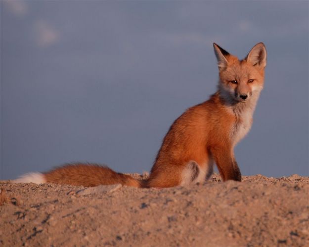 Fox Kit. Photo by Arnold Brokling.