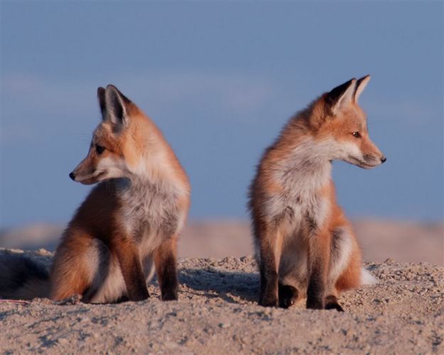 Fox Kits. Photo by Arnold Brokling.