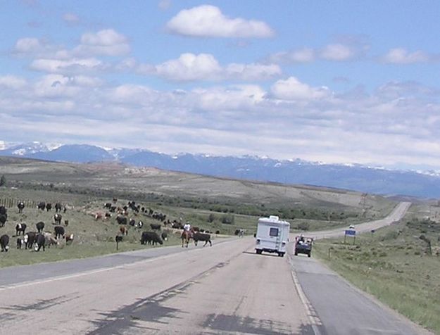 Cattle Drive. Photo by Pinedale Online.