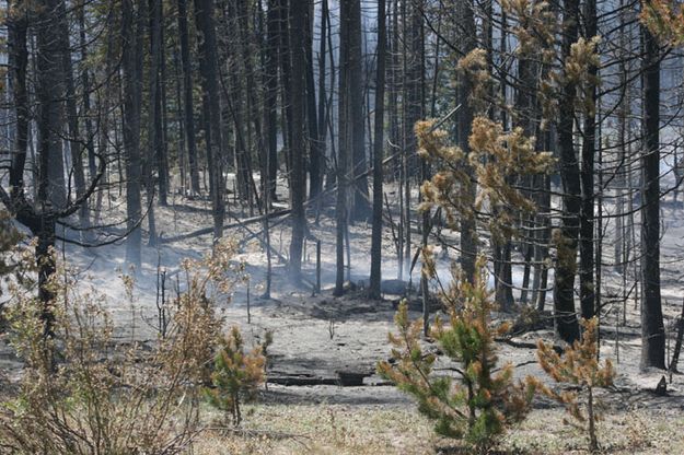 Burn area. Photo by Dawn Ballou, Pinedale Online.