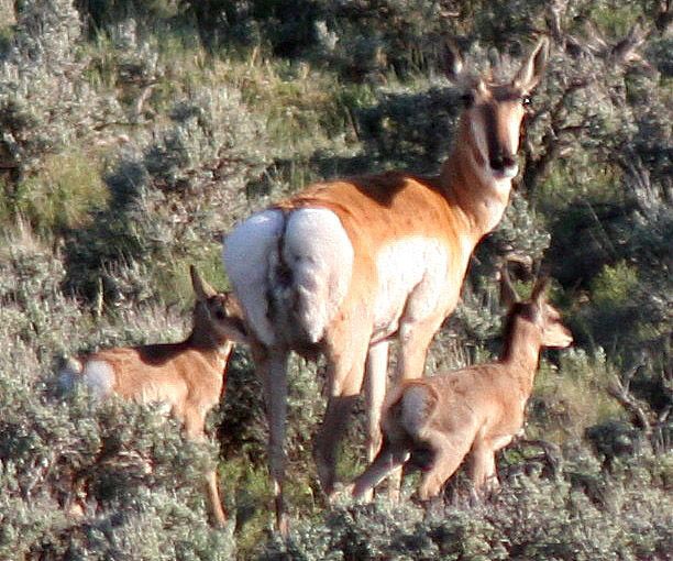 Pronghorn. Photo by Clint Gilchrist, Pinedale Online.