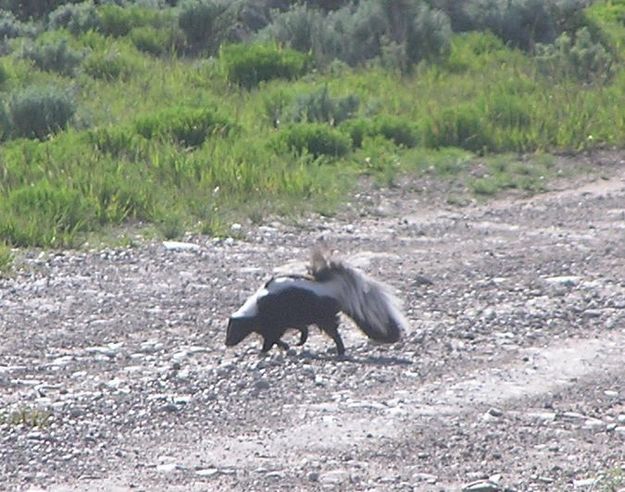 Skunk. Photo by Dawn Ballou, Pinedale Online.