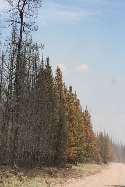 Scorched trees. Photo by Dawn Ballou, Pinedale Online.