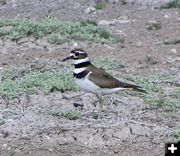 Killdeer. Photo by Dawn Ballou, Pinedale Online.