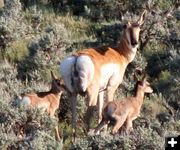 Pronghorn. Photo by Clint Gilchrist, Pinedale Online.