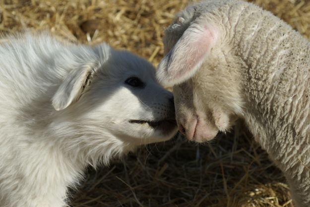 Rena Loves Lamb. Photo by Cat Urbigkit.