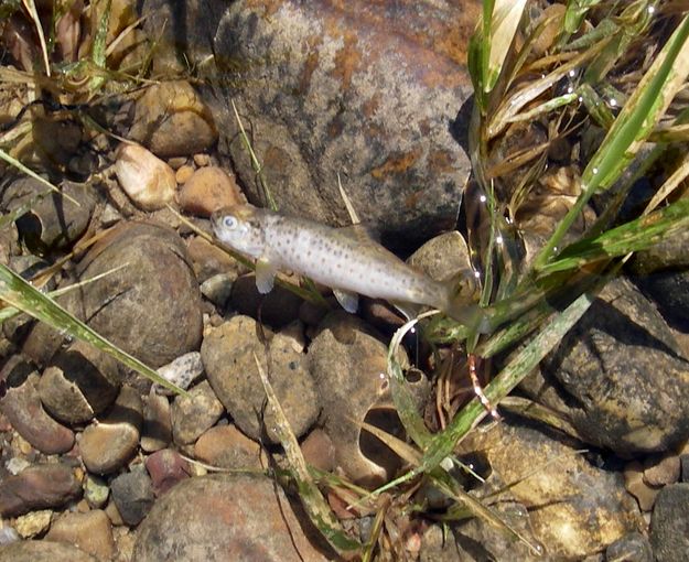 Another dead fish. Photo by Wyoming Game & Fish.