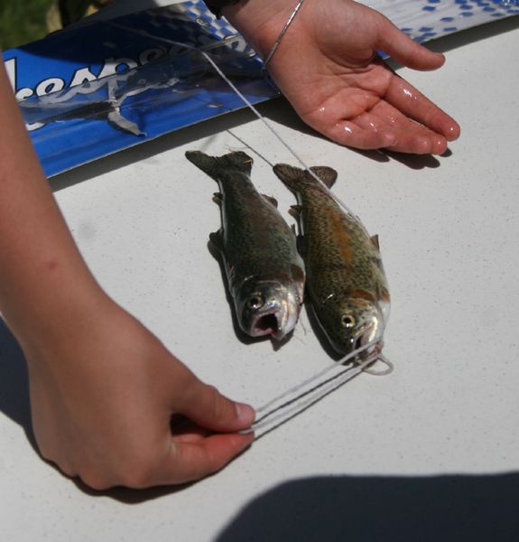 Measuring Fish. Photo by Pam McCulloch.