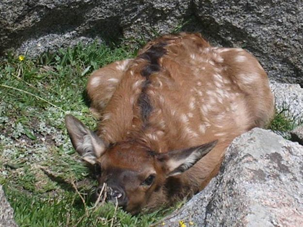 Elk Calf. Photo by Kody Pivik .