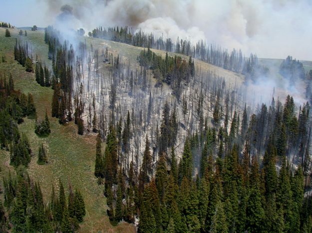 Burn to ridge. Photo by Bridger-Teton National Forest.