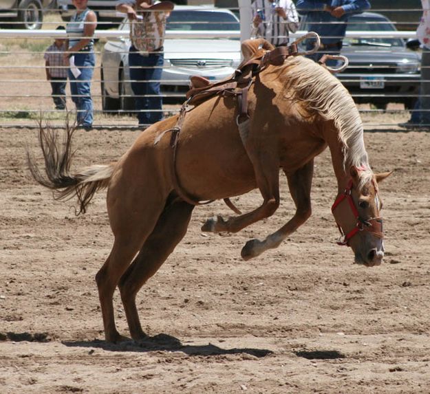 Empty Saddle. Photo by Dawn Ballou, Pinedale Online.