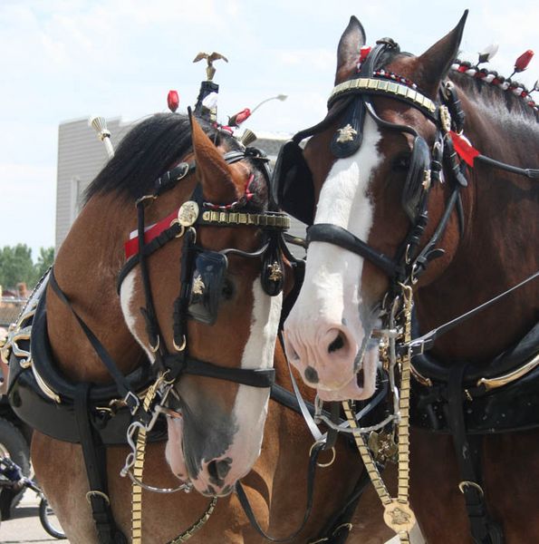 Well behaved horses. Photo by Dawn Ballou, Pinedale Online.