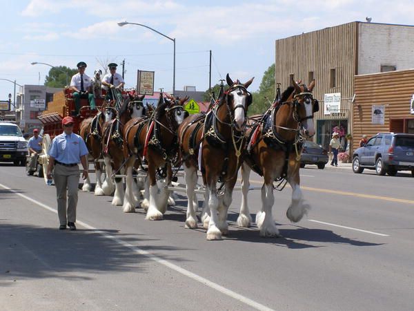 Clydesdales in Pinedale. Photo by Sue Sommers.