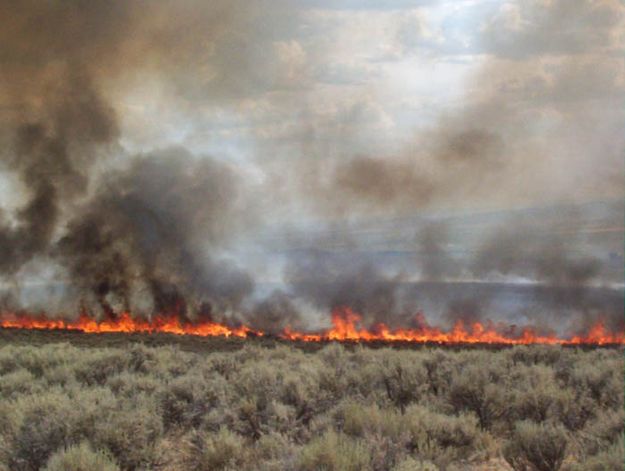 Sheep Trail Fire. Photo by Bureau of Land Management.