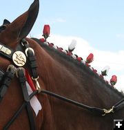 Mane Roses. Photo by Dawn Ballou, Pinedale Online.