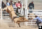 Bull Riding. Photo by Clint Gilchrist, Pinedale Online.