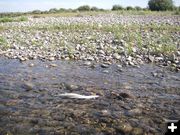 Dead Fish. Photo by Wyoming Game & Fish.