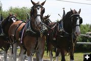 Magnificent Horses. Photo by Dawn Ballou, Pinedale Online.