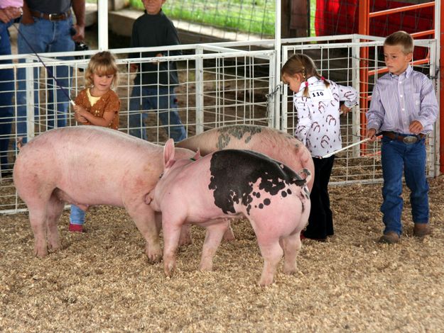 Pee Wee Showmanship. Photo by Clint Gilchrist, Pinedale Online.